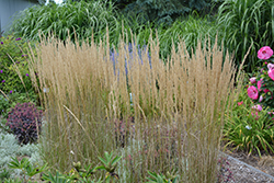 El Dorado Feather Reed Grass (Calamagrostis x acutiflora 'El Dorado') at Peter Knippel Garden Centre
