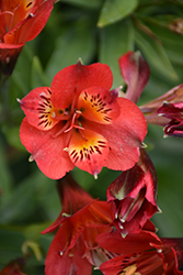 Inca Joli Alstroemeria (Alstroemeria 'Koncajoli') at Lakeshore Garden Centres