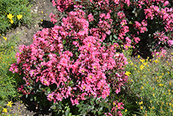 Barista Brew Ha Ha Crapemyrtle (Lagerstroemia 'Brew Ha Ha') at Lakeshore Garden Centres