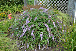 Lavender Cascade Butterfly Bush (Buddleia 'Lavender Cascade') at Lakeshore Garden Centres