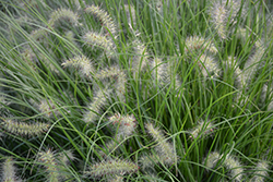Little Bunny Dwarf Fountain Grass (Pennisetum alopecuroides 'Little Bunny') at Peter Knippel Garden Centre