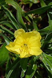 Ozark Sundrops (Oenothera missouriensis) at Lakeshore Garden Centres