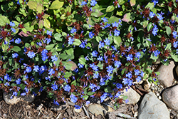Plumbago (Ceratostigma plumbaginoides) at Peter Knippel Garden Centre