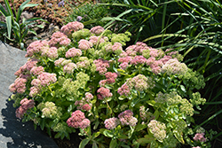 Autumn Delight Stonecrop (Sedum 'Autumn Delight') at Lakeshore Garden Centres