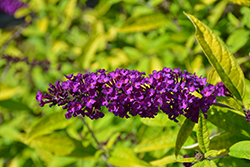 Little Nugget Butterfly Bush (Buddleia 'Little Nugget') at Peter Knippel Garden Centre