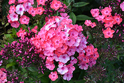 Garden Girls Glamour Girl Garden Phlox (Phlox paniculata 'Glamour Girl') at Peter Knippel Garden Centre
