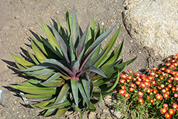 Painted Desert Mangave (Mangave 'Painted Desert') at Lakeshore Garden Centres