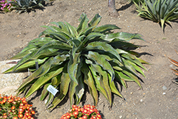 Spotty Dotty Mangave (Mangave 'Spotty Dotty') at Lakeshore Garden Centres