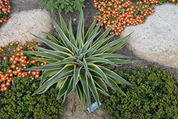 Navajo Princess Mangave (Mangave 'Navajo Princess') at Lakeshore Garden Centres