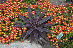 Blazing Saddles Mangave (Mangave 'Blazing Saddles') at Lakeshore Garden Centres