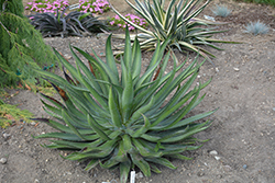 Racing Stripes Mangave (Mangave 'Racing Stripes') at Lakeshore Garden Centres