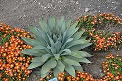 Blue Dart Mangave (Mangave 'Blue Dart') at Lakeshore Garden Centres