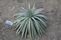 Man of Steel Mangave (Mangave 'Man of Steel') at Lakeshore Garden Centres