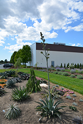 Catch a Wave Mangave (Mangave 'Catch a Wave') at Lakeshore Garden Centres