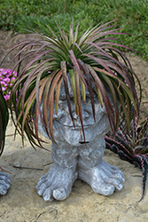 Bad Hair Day Mangave (Mangave 'Bad Hair Day') at Lakeshore Garden Centres