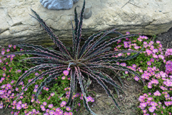 Cherry Chocolate Chip Tuberose (Manfreda undulata 'Cherry Chocolate Chip') at Lakeshore Garden Centres