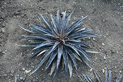 Moonglow Mangave (Mangave 'Moonglow') at Lakeshore Garden Centres