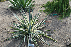 Snow Leopard Mangave (Mangave 'Snow Leopard') at Lakeshore Garden Centres