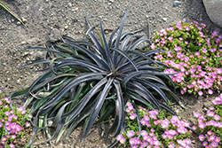 Coffee Jitters Mangave (Mangave 'Coffee Jitters') at Lakeshore Garden Centres