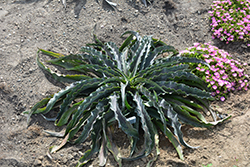 Dreadlocks Mangave (Mangave 'Dreadlocks') at Lakeshore Garden Centres