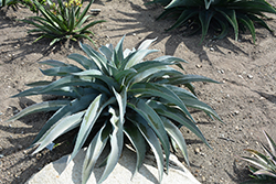 Whale Tale Mangave (Mangave 'Whale Tale') at Lakeshore Garden Centres