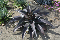 Inca Warrior Mangave (Mangave 'Inca Warrior') at Lakeshore Garden Centres