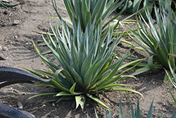 Jumping Jacks Hansara (Hansara 'Jumping Jacks') at Lakeshore Garden Centres