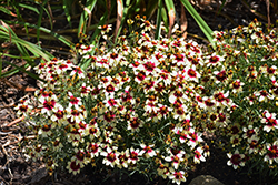 Sizzle And Spice Red Hot Vanilla Tickseed (Coreopsis verticillata 'Red Hot Vanilla') at Lakeshore Garden Centres
