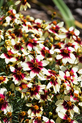 Sizzle And Spice Red Hot Vanilla Tickseed (Coreopsis verticillata 'Red Hot Vanilla') at Lakeshore Garden Centres