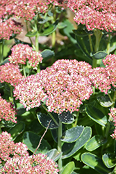 Autumn Delight Stonecrop (Sedum 'Autumn Delight') at Lakeshore Garden Centres