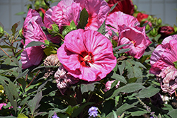 Summerific Berry Awesome Hibiscus (Hibiscus 'Berry Awesome') at Peter Knippel Garden Centre