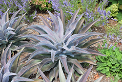 Mayan Queen Mangave (Mangave 'Mayan Queen') at Lakeshore Garden Centres