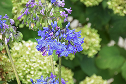 Galaxy Blue Agapanthus (Agapanthus 'Galaxy Blue') at Lakeshore Garden Centres