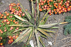 My Dog Spot Mangave (Mangave 'My Dog Spot') at Lakeshore Garden Centres