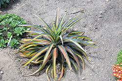 Carnival Mangave (Mangave 'Carnival') at Lakeshore Garden Centres