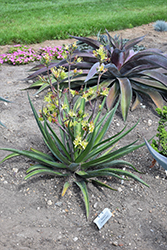 Shadow Waltz Mangave (Mangave 'Shadow Waltz') at Lakeshore Garden Centres