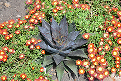 Tooth Fairy Mangave (Mangave 'Tooth Fairy') at Lakeshore Garden Centres