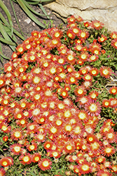 Delmara Red Ice Plant (Delosperma 'Delmara Red') at Lakeshore Garden Centres