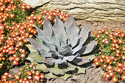 Sponge Paint Mangave (Mangave 'Sponge Paint') at Lakeshore Garden Centres