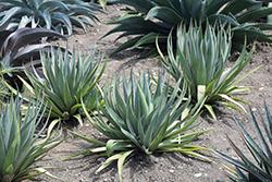 Jumping Jacks Hansara (Hansara 'Jumping Jacks') at Lakeshore Garden Centres