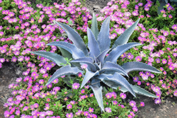 Silver Fox Mangave (Mangave 'Silver Fox') at Lakeshore Garden Centres