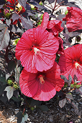 Summerific Holy Grail Hibiscus (Hibiscus 'Holy Grail') at Peter Knippel Garden Centre