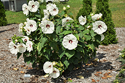 Old Yella Hibiscus (Hibiscus moscheutos 'Old Yella') at Lakeshore Garden Centres