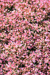 Rock 'N Round Pride and Joy Stonecrop (Sedum 'Pride and Joy') at Peter Knippel Garden Centre
