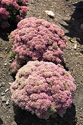 Powderpuff Stonecrop (Sedum 'Powderpuff') at Peter Knippel Garden Centre