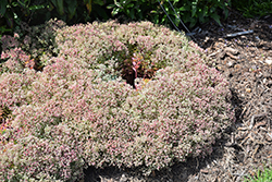 Steel The Show Stonecrop (Sedum 'Steel The Show') at Lakeshore Garden Centres