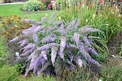 Grand Cascade Butterfly Bush (Buddleia 'Grand Cascade') at Peter Knippel Garden Centre