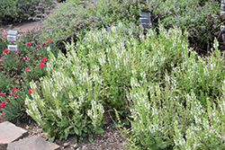 White Profusion Meadow Sage (Salvia nemorosa 'White Profusion') at Golden Acre Home & Garden