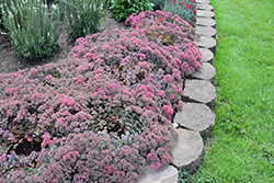 Popstar Stonecrop (Sedum 'Popstar') at Lakeshore Garden Centres
