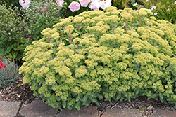 Rock 'N Grow Lemonjade Stonecrop (Sedum 'Lemonjade') at Lakeshore Garden Centres